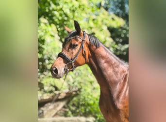 Hannoveraner, Stute, 8 Jahre, 158 cm, Brauner