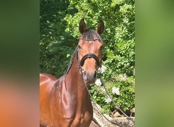 Hannoveraner, Stute, 8 Jahre, 158 cm, Brauner