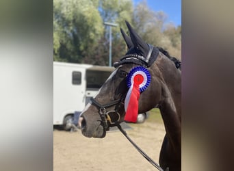 Hannoveraner, Stute, 8 Jahre, 158 cm, Schwarzbrauner