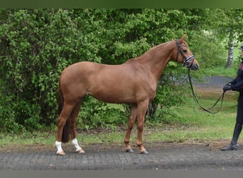 Hannoveraner, Stute, 8 Jahre, 160 cm, Fuchs