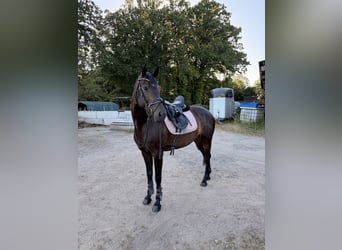Hannoveraner, Stute, 8 Jahre, 160 cm, Schwarzbrauner