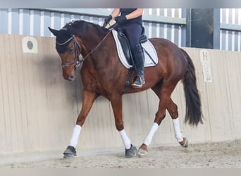 Hannoveraner, Stute, 8 Jahre, 162 cm, Dunkelfuchs