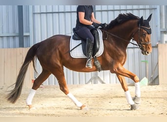 Hannoveraner, Stute, 8 Jahre, 162 cm, Dunkelfuchs