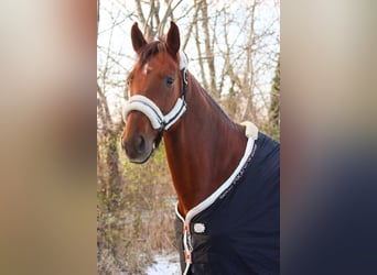 Hannoveraner, Stute, 8 Jahre, 162 cm, Dunkelfuchs