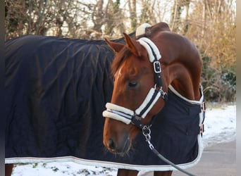 Hannoveraner, Stute, 8 Jahre, 162 cm, Dunkelfuchs