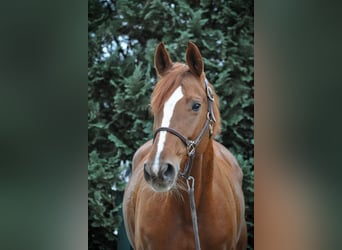 Hannoveraner, Stute, 8 Jahre, 162 cm, Fuchs