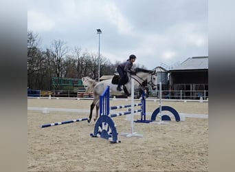 Hannoveraner, Stute, 8 Jahre, 162 cm, Schimmel