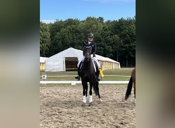 Hannoveraner, Stute, 8 Jahre, 163 cm, Dunkelbrauner