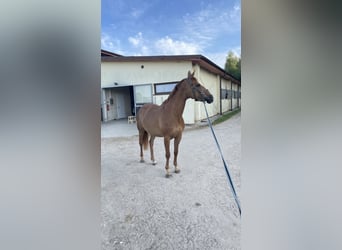 Hannoveraner Mix, Stute, 8 Jahre, 163 cm, Dunkelfuchs