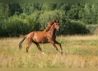 Hannoveraner, Stute, 8 Jahre, 163 cm, Dunkelfuchs