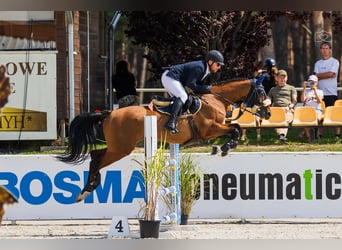 Hannoveraner, Stute, 8 Jahre, 163 cm, Rotbrauner