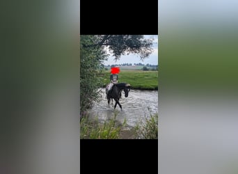 Hannoveraner, Stute, 8 Jahre, 164 cm, Brauner