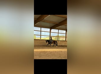 Hannoveraner, Stute, 8 Jahre, 164 cm, Brauner