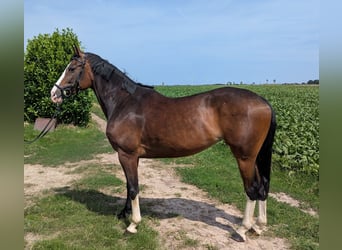 Hannoveraner, Stute, 8 Jahre, 164 cm, Dunkelbrauner