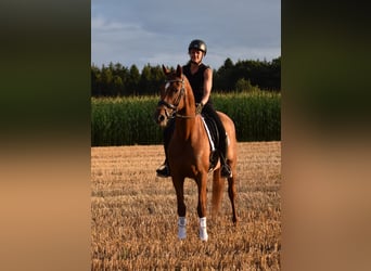 Hannoveraner, Stute, 8 Jahre, 164 cm, Dunkelfuchs