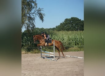 Hannoveraner, Stute, 8 Jahre, 164 cm, Dunkelfuchs