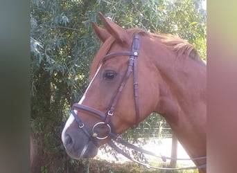 Hannoveraner, Stute, 8 Jahre, 164 cm, Dunkelfuchs