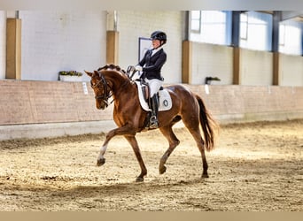 Hannoveraner, Stute, 8 Jahre, 164 cm, Fuchs