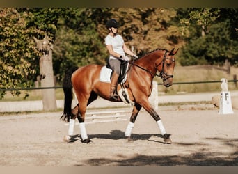 Hannoveraner, Stute, 8 Jahre, 165 cm, Brauner