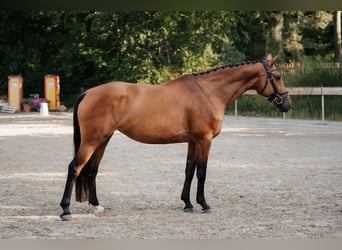 Hannoveraner, Stute, 8 Jahre, 165 cm, Brauner