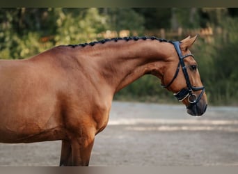 Hannoveraner, Stute, 8 Jahre, 165 cm, Brauner