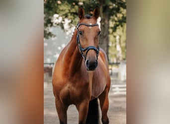 Hannoveraner, Stute, 8 Jahre, 165 cm, Brauner