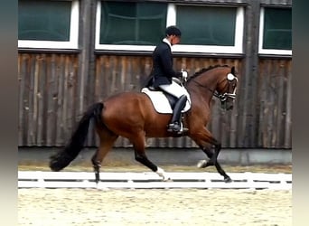 Hannoveraner, Stute, 8 Jahre, 165 cm, Brauner
