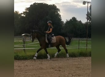 Hannoveraner, Stute, 8 Jahre, 165 cm, Brauner