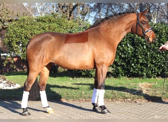 Hannoveraner, Stute, 8 Jahre, 165 cm, Brauner