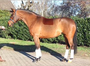 Hannoveraner, Stute, 8 Jahre, 165 cm, Brauner