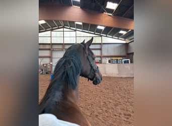 Hannoveraner, Stute, 8 Jahre, 165 cm, Dunkelbrauner