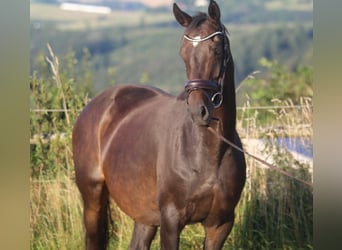 Hannoveraner, Stute, 8 Jahre, 165 cm, Dunkelbrauner