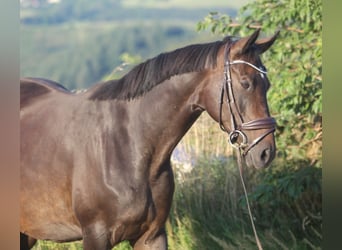 Hannoveraner, Stute, 8 Jahre, 165 cm, Dunkelbrauner