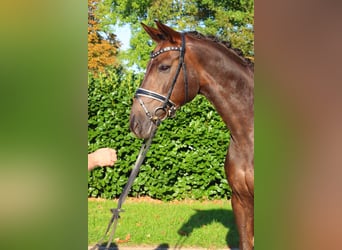 Hannoveraner, Stute, 8 Jahre, 165 cm, Dunkelfuchs