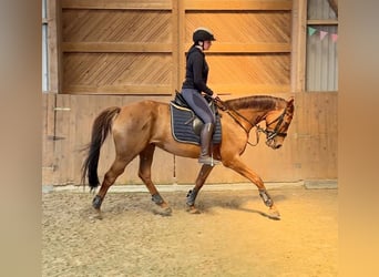 Hannoveraner, Stute, 8 Jahre, 165 cm, Dunkelfuchs