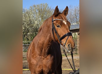 Hannoveraner, Stute, 8 Jahre, 165 cm, Fuchs