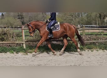 Hannoveraner, Stute, 8 Jahre, 165 cm, Fuchs