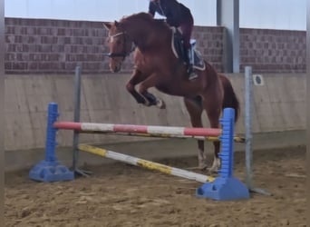 Hannoveraner, Stute, 8 Jahre, 165 cm, Fuchs