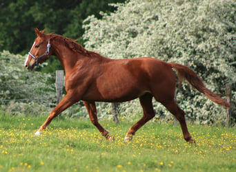 Hannoveraner, Stute, 8 Jahre, 165 cm, Fuchs