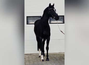 Hannoveraner, Stute, 8 Jahre, 165 cm, Rappe