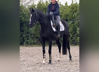 Hannoveraner, Stute, 8 Jahre, 165 cm, Rappe