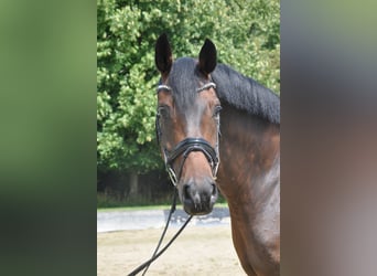 Hannoveraner, Stute, 8 Jahre, 166 cm, Brauner