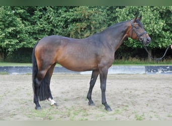 Hannoveraner, Stute, 8 Jahre, 166 cm, Brauner