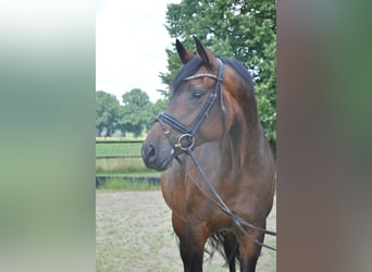 Hannoveraner, Stute, 8 Jahre, 166 cm, Brauner