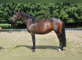 Hannoveraner, Stute, 8 Jahre, 166 cm, Brauner