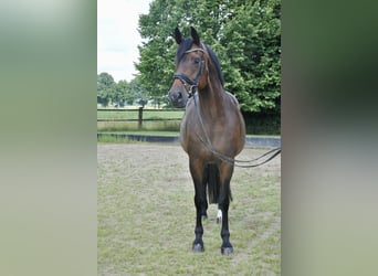 Hannoveraner, Stute, 8 Jahre, 166 cm, Brauner