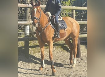 Hannoveraner, Stute, 8 Jahre, 166 cm, Fuchs