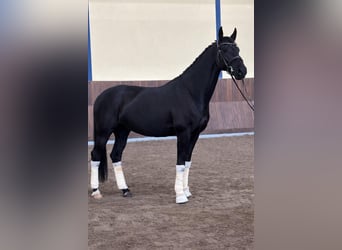 Hannoveraner, Stute, 8 Jahre, 166 cm, Rappe