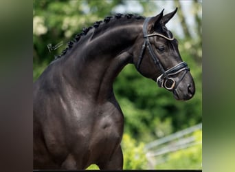 Hannoveraner, Stute, 8 Jahre, 166 cm, Rappe