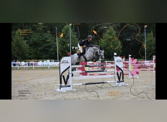 Hannoveraner, Stute, 8 Jahre, 167 cm, Apfelschimmel